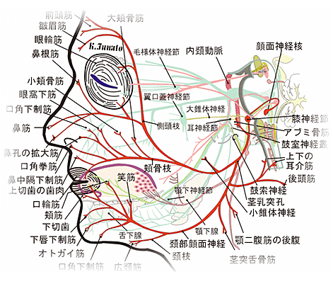 顔面神経